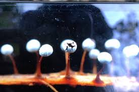 Attēlu rezultāti vaicājumam “Didymium crustaceum macro”