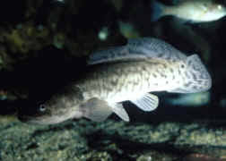 Image result for Amia calva