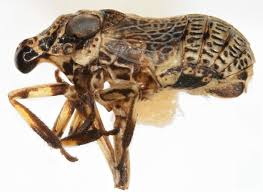 Attēlu rezultāti vaicājumam “Cladopodiella francisci”