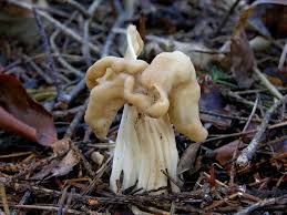 Attēlu rezultāti vaicājumam “Helvella crispa”