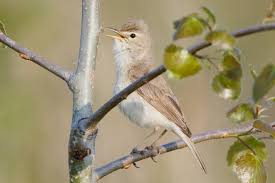 Image result for Hippolais caligata