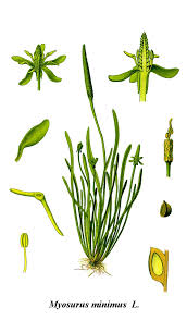 Attēlu rezultāti vaicājumam “Myosurus minimus”