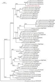 Attēlu rezultāti vaicājumam “Trilophozia quinquedentata”