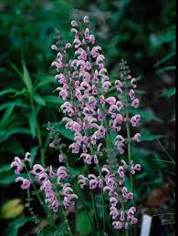 Image result for Salvia pratensis