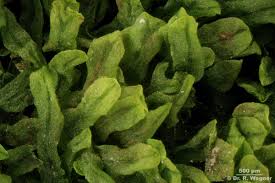 Attēlu rezultāti vaicājumam “Metzgeria furcata”