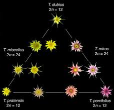 Attēlu rezultāti vaicājumam “Tragopogon heterospermus”