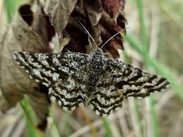 Attēlu rezultāti vaicājumam “Ematurga atomaria”