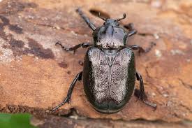 Attēlu rezultāti vaicājumam “Osmoderma barnabita”