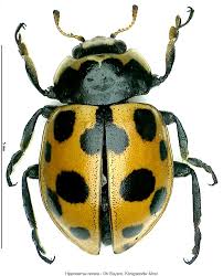 Attēlu rezultāti vaicājumam “Hippodamia notata”