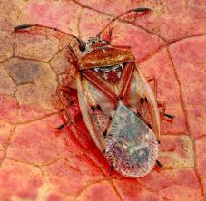 Attēlu rezultāti vaicājumam “Kleidocerys resedae imago”