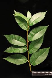 Attēlu rezultāti vaicājumam “Salix pentandra leaf”