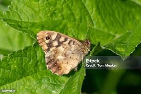 Attēlu rezultāti vaicājumam “Pararge aegeria underside”