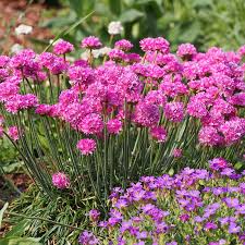Attēlu rezultāti vaicājumam “Armeria vulgaris flower”