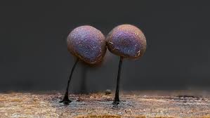 Attēlu rezultāti vaicājumam “Lamproderma ovoideum stalked”