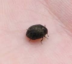 Attēlu rezultāti vaicājumam “Cytilus sericeus”