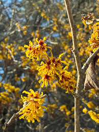 Attēlu rezultāti vaicājumam “Hamamelis mollis”
