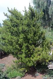 Attēlu rezultāti vaicājumam “Pinus banksiana”