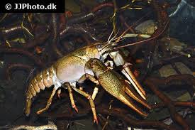 Attēlu rezultāti vaicājumam “Astacus leptodactylus”