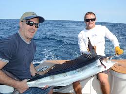 Image result for Kajikia albida