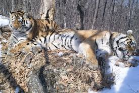Afbeeldingsresultaat voor tijgers