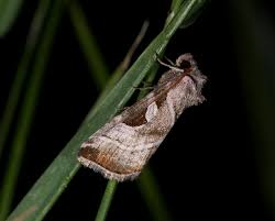 Attēlu rezultāti vaicājumam “Eucarta virgo”