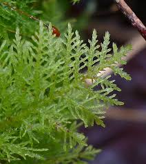 Attēlu rezultāti vaicājumam “Thuidium assimile”