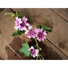 Image result for Malva sylvestris 'Zebrina'