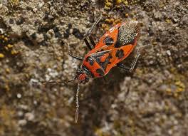 Attēlu rezultāti vaicājumam “Corizus hyoscyami imago”