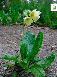 Image result for Primula elatior