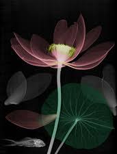 Attēlu rezultāti vaicājumam “Lotus sp. flower”