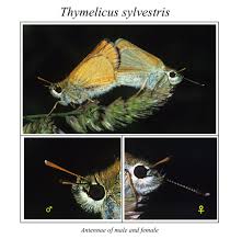 Attēlu rezultāti vaicājumam “Thymelicus sylvestris”