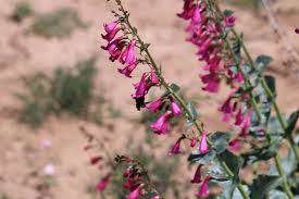 Image result for Penstemon