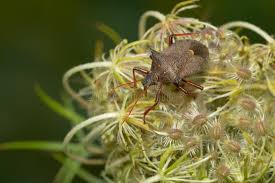 Attēlu rezultāti vaicājumam “Picromerus bidens”