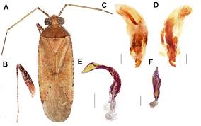 Attēlu rezultāti vaicājumam “Phytocoris sp.”