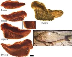 Image result for Carpiodes cyprinus