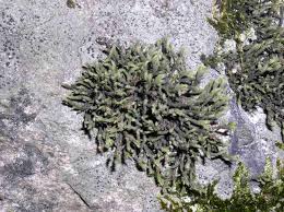 Attēlu rezultāti vaicājumam “Hedwigia ciliata”