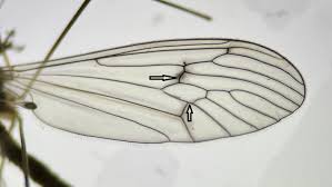 Attēlu rezultāti vaicājumam “Trichocera regelationis”