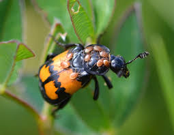 Attēlu rezultāti vaicājumam “Nicrophorus vespillo”