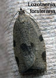 Attēlu rezultāti vaicājumam “Lozotaenia forsterana”