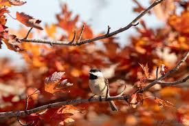 Image result for Poecile montana