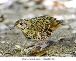 Image result for Zoothera dauma