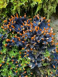 Attēlu rezultāti vaicājumam “Peltigera praetextata”