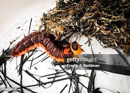 Attēlu rezultāti vaicājumam “Cossus cossus”