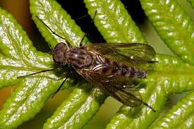 Attēlu rezultāti vaicājumam “Rhagionidae”