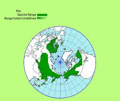 Attēlu rezultāti vaicājumam “Oxycoccus microcarpus leaf”