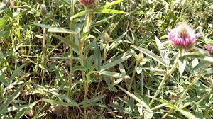 Attēlu rezultāti vaicājumam “Trifolium alpestre”