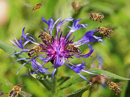 Image result for Flockenblume