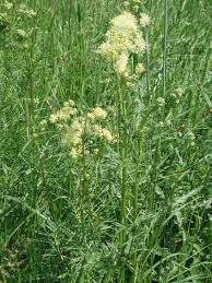 Attēlu rezultāti vaicājumam “Thalictrum lucidum”