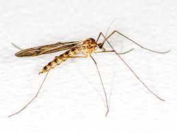 Attēlu rezultāti vaicājumam “Trichocera”