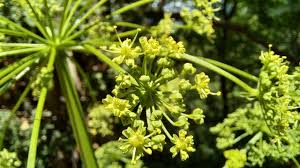 Attēlu rezultāti vaicājumam “Heracleum sphondylium subsp. sibiricum”